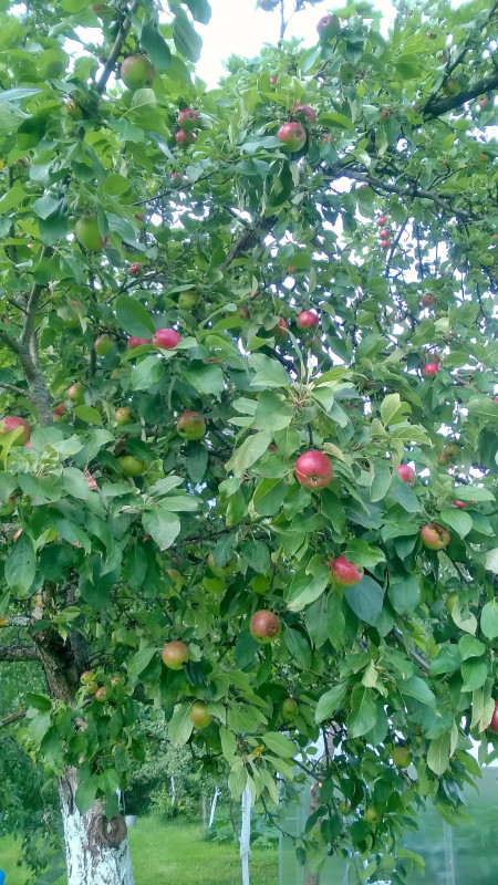 WP_20200730_17_39_24_Pro.jpg