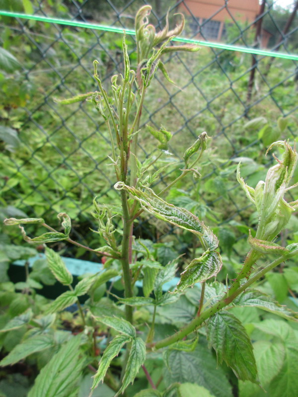 IMG_9467.jpg