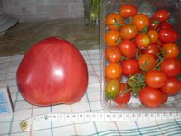 томат Мазарини и черрики