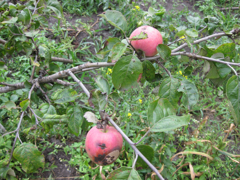 IMG_9347.JPG