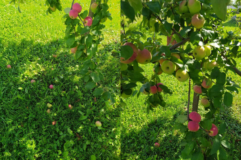 Орловим_2020-08-09.jpg