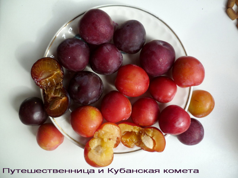 алыча 2  08.08.2020.jpg