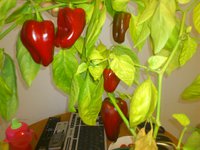 Кузя, сладкий
