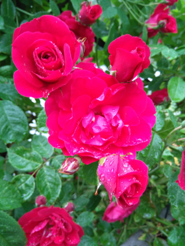IMG_20200704_195157.jpg