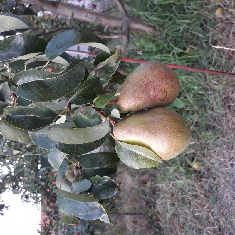 20200814_182247.jpg