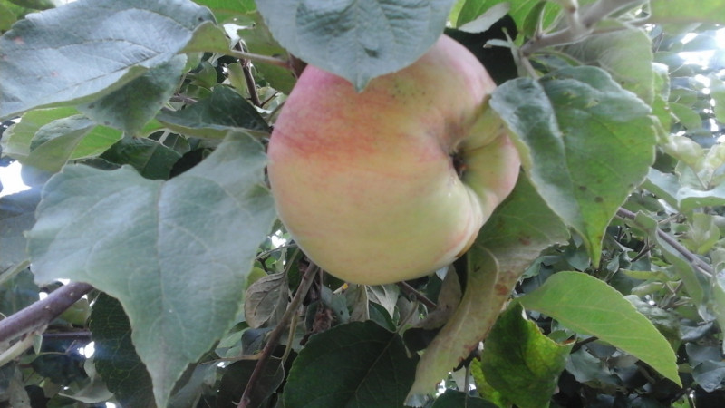 20200814_083845.jpg