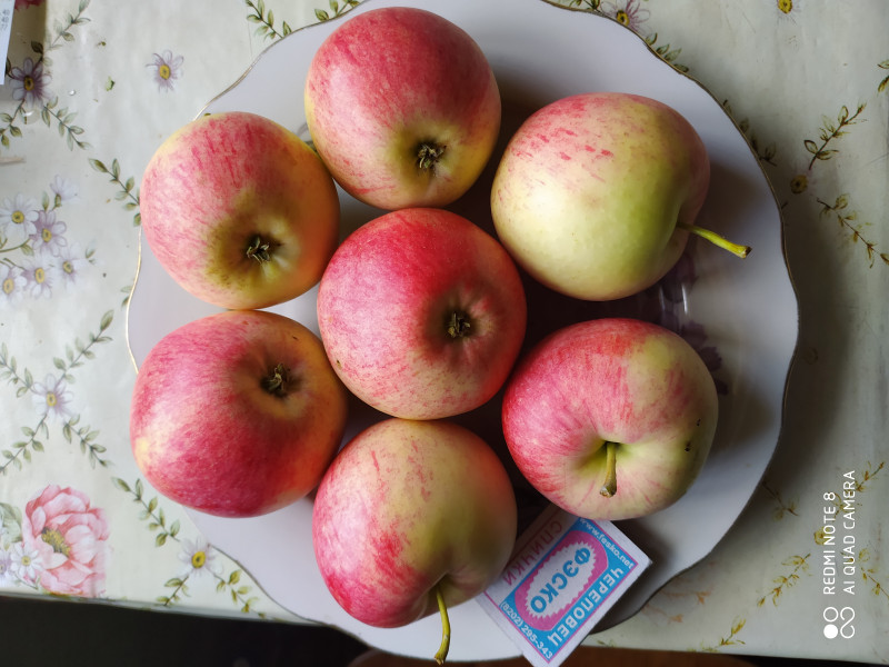 Яблоки очень вкусные,сочные,ароматные,гармоничное сочетание кислоты и сахара.По вкусу напомнил Пепин шафранный. Нашей семье очень понравился, просто в восторге .Можно съесть несколько яблок  за раз.Созревание растянутое. Лежат хорошо, даже с битыми при  падении  бочками .