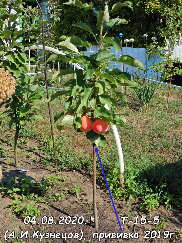 Т-15-5 04.08.2020.jpg