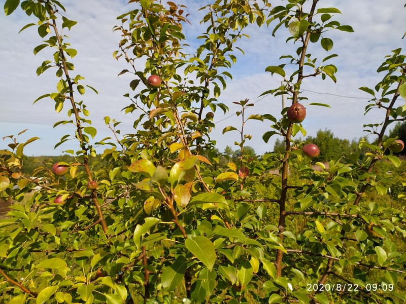 IMG_20200822_090907_Красуля.jpg