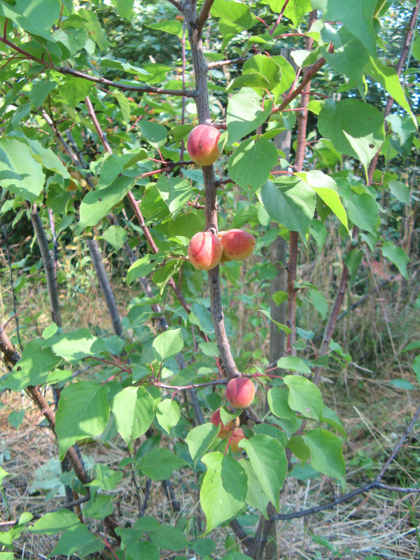 IMG_2221.JPG