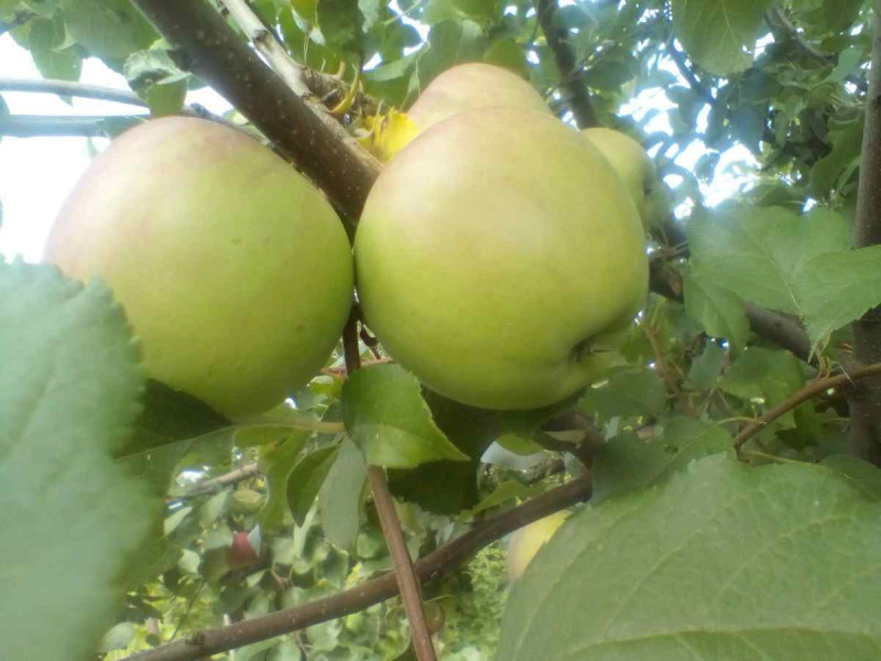 Фуджи 2020 001.jpg