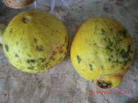 CIMG0960.JPG