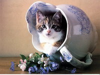 котик в кувшине.jpg