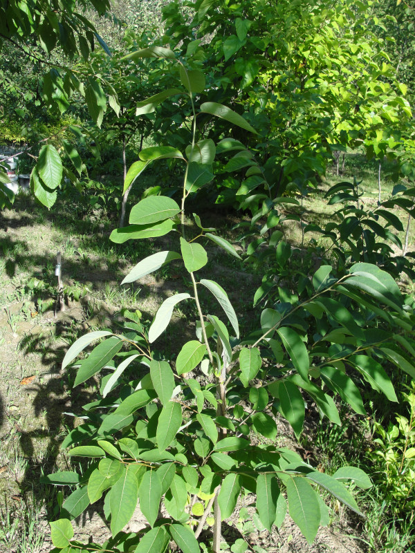 DSC07094.JPG