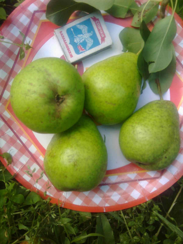 Лагодная 2018 005.jpg