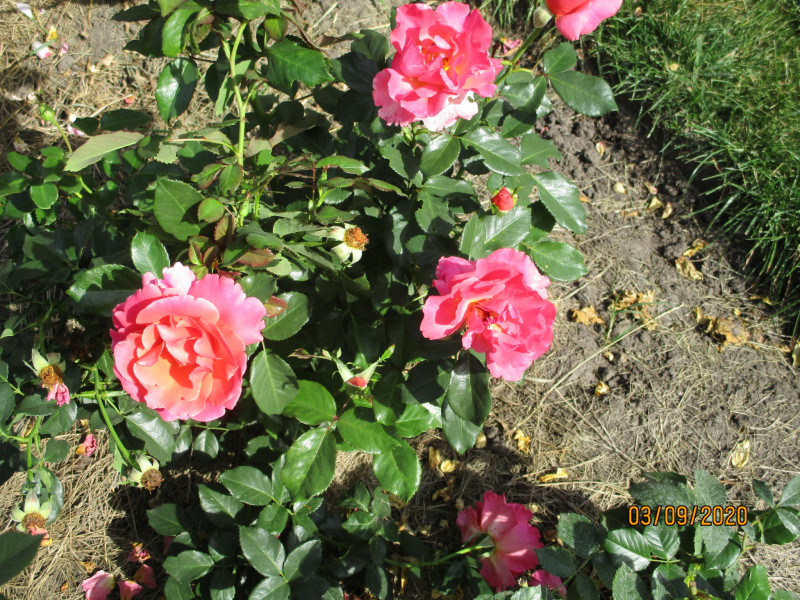 IMG_2559.JPG