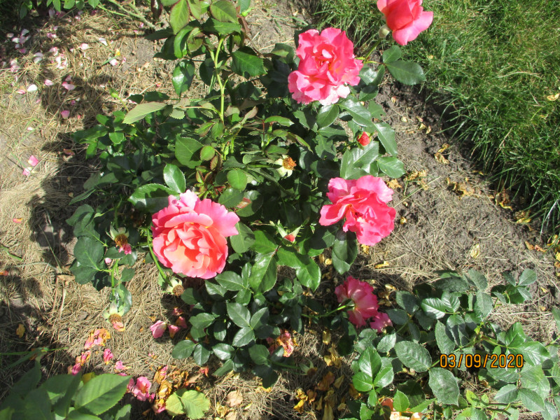 IMG_2558.JPG