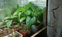 IMAG0122.jpg