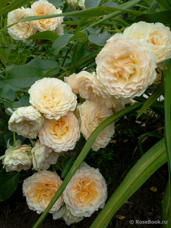 Marjore Marshall