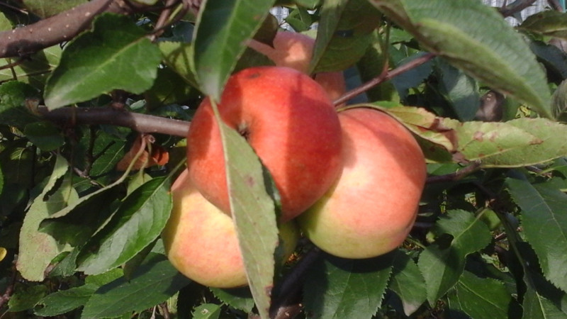 20200907_153706.jpg
