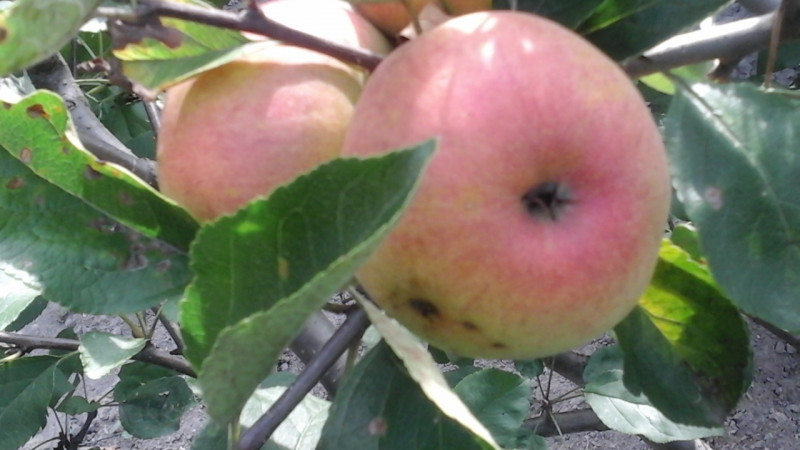 20200907_153732.jpg