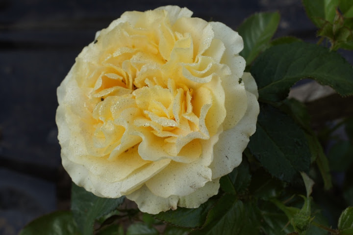 DSC01593.JPG