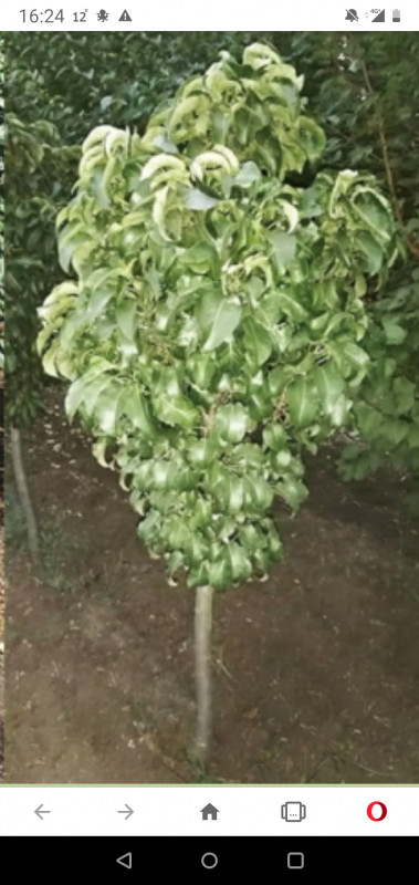 Screenshot_20200908-162459.jpg