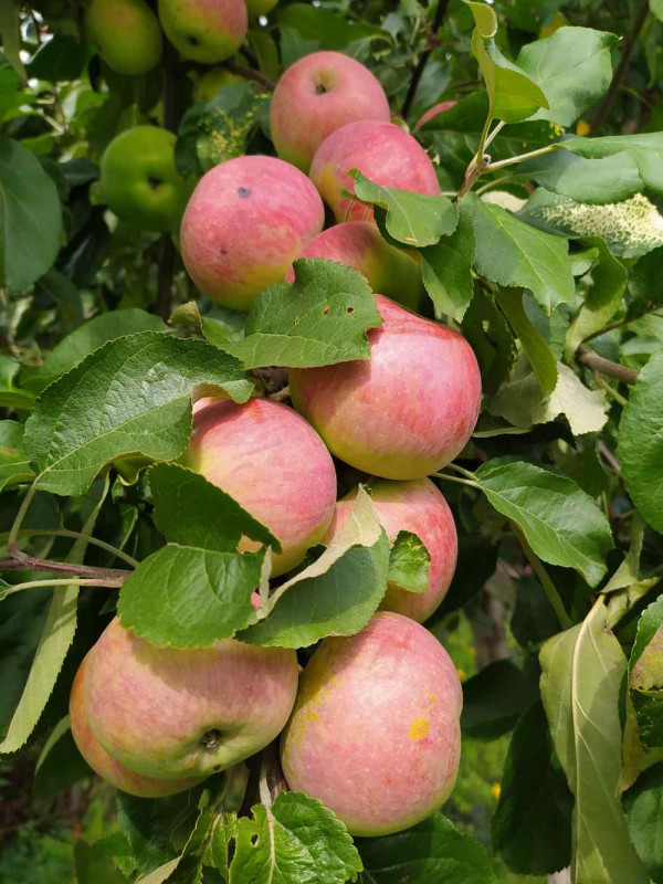 Ак_Казаков_2020-09-05.jpg