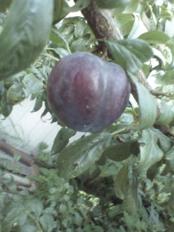 Глобус 2020 006.jpg