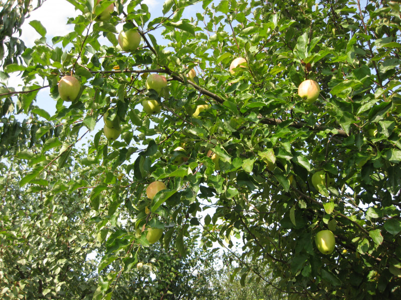 IMG_9684.JPG