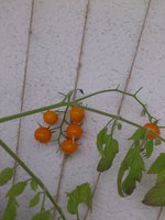 DSC_0145.JPG