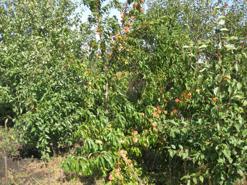 IMG_9700.JPG