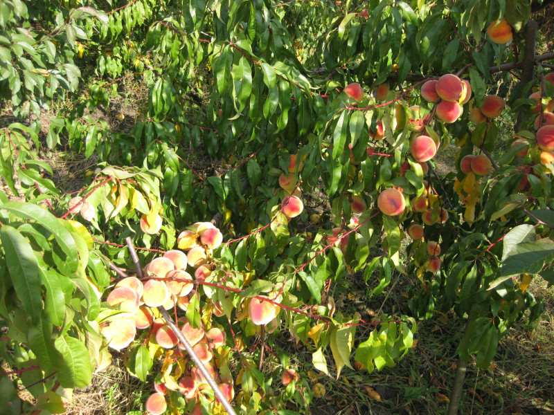 IMG_9760.JPG