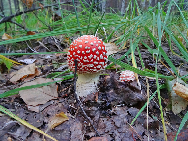 copDSC02208.jpg