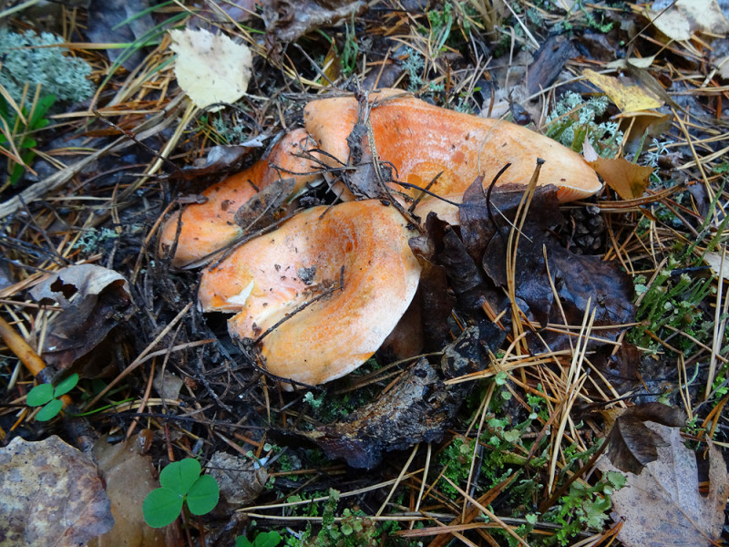 copDSC02247.jpg