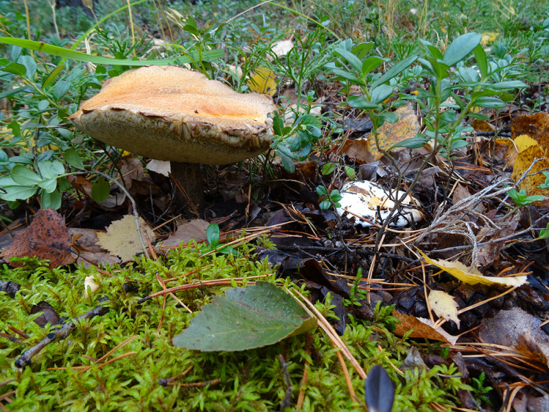 copDSC02249.jpg