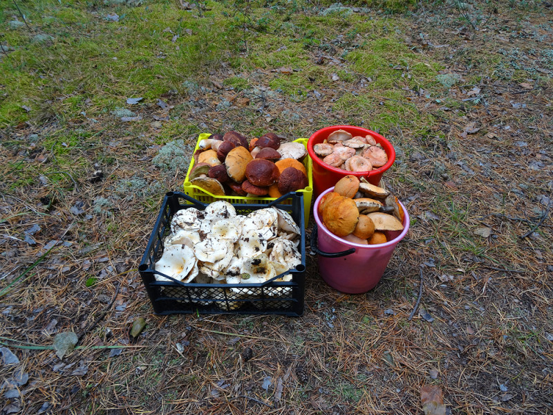 copDSC02265.jpg