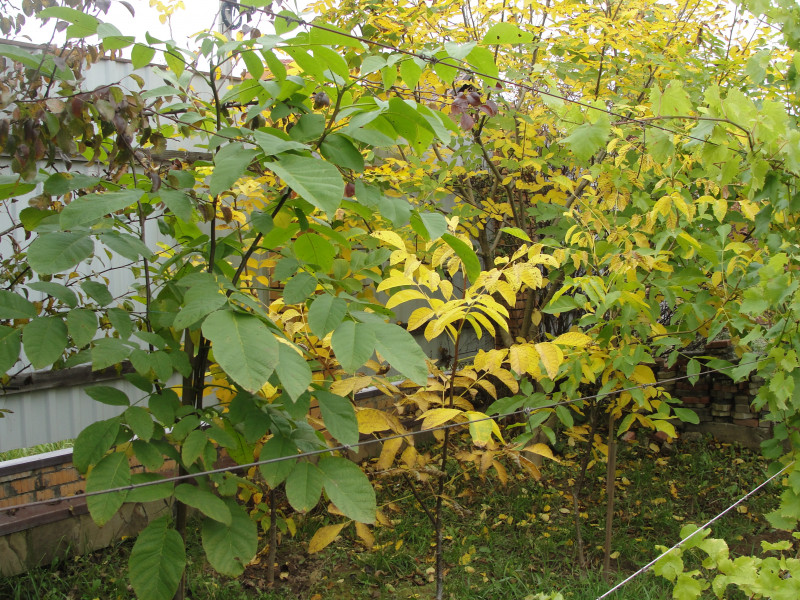 DSC07118.JPG