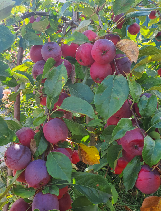 20201005_144927.jpg