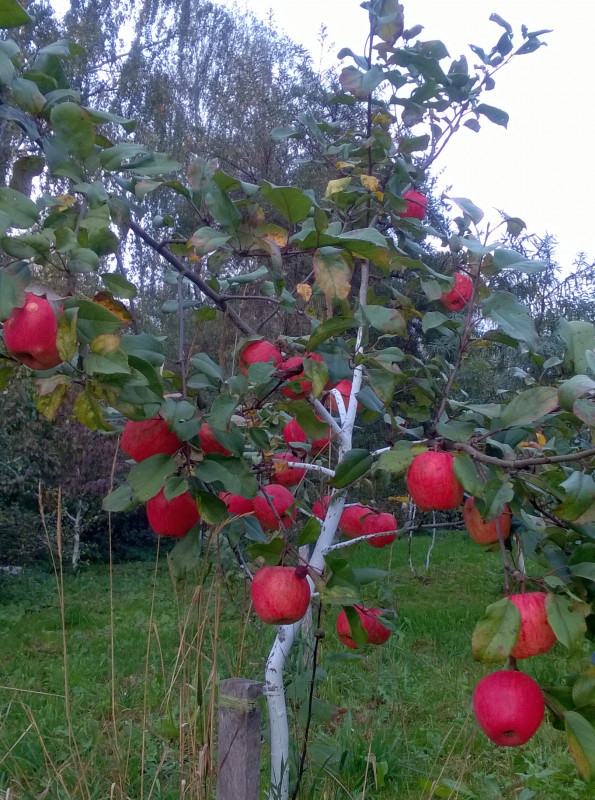 ХКрісп_20201005_18_01_26.jpg