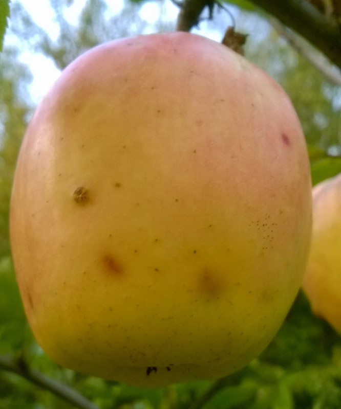 БельфлёрЖ_20201005_18_07_05.jpg