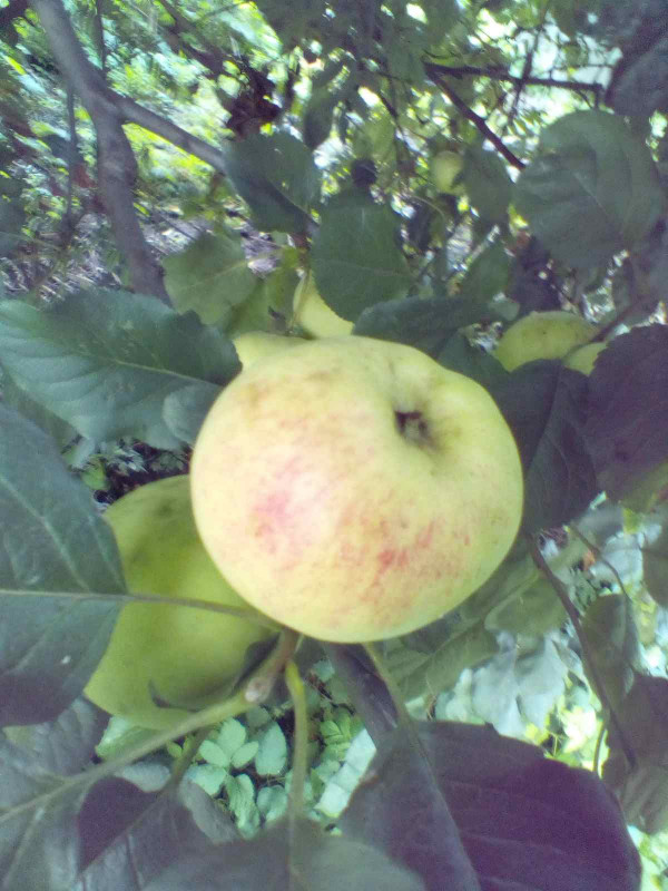 Ауксис 2020  007.jpg