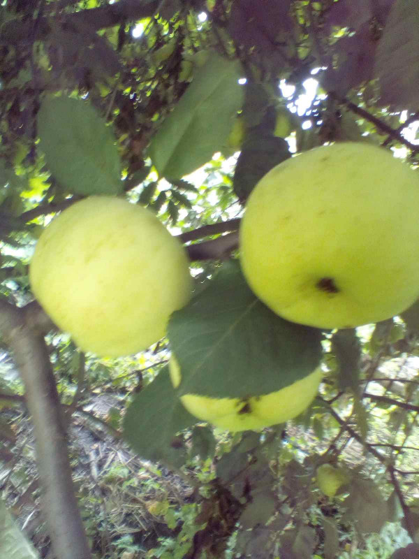 Ауксис 2020  009.jpg