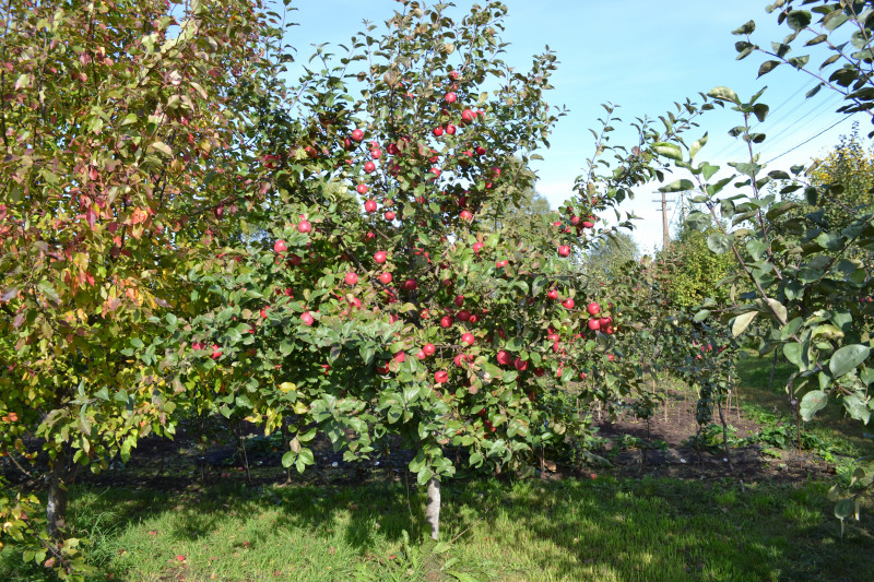 DSC_0458.jpg