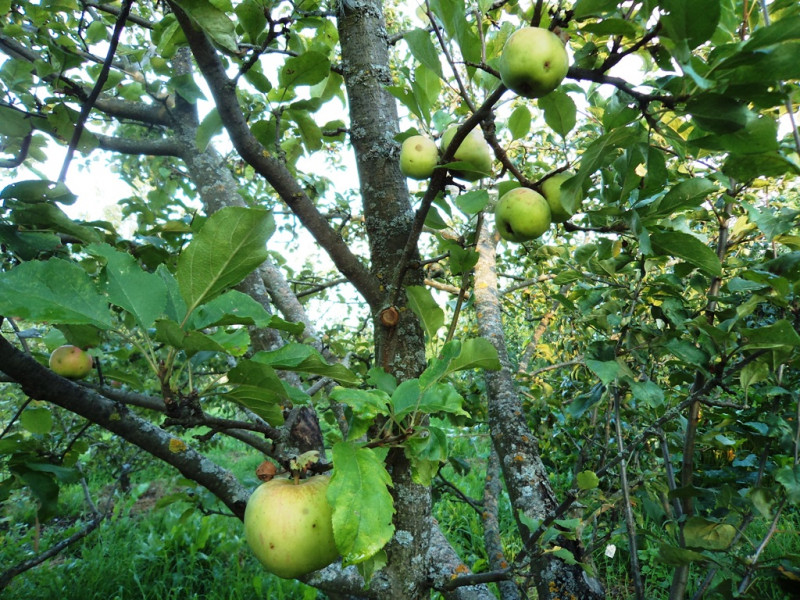 плодовые  культуры 037.jpg