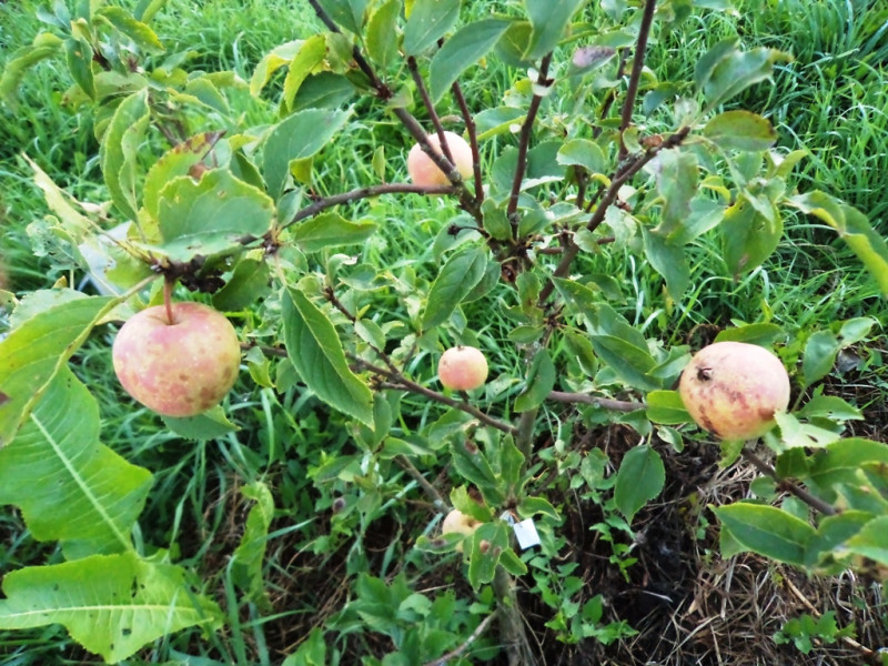 плодовые  культуры 055.jpg