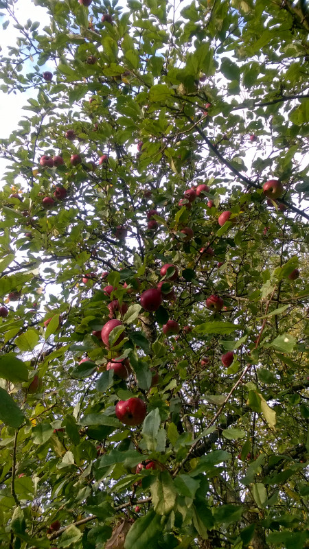 WP_20201005_17_05_45_Pro.jpg