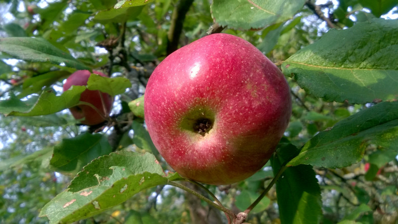 WP_20201005_17_06_04_Pro.jpg