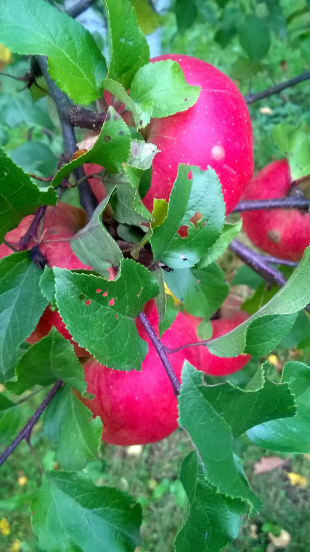 Белана ПБ-4_20201005_17_57_36.jpg