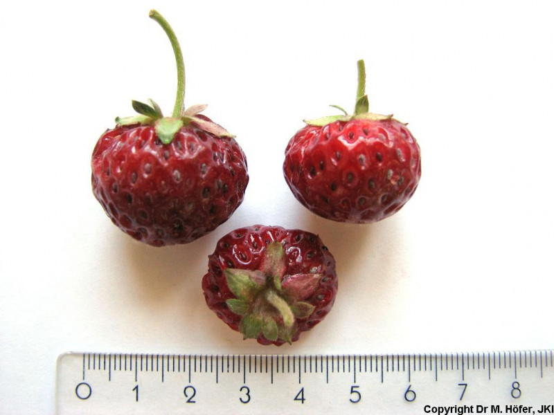 DEU451-JKI-MiezeSchindler-Fruit1.jpg